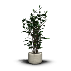 House plant for your 3d room design