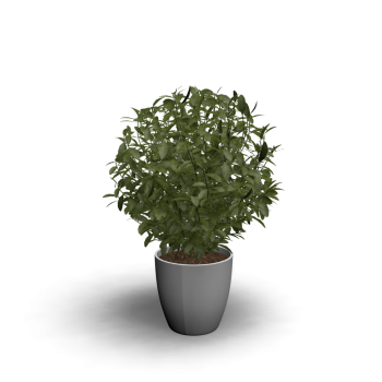 indoor plant tree download