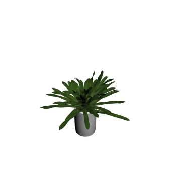 Yucca palm tree small