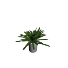 Yucca palm tree small for your 3d room design