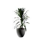 Yucca Palme für die 3D Raumplanung